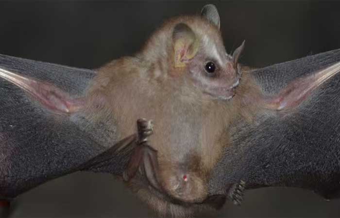 Uma das menores espécies de gênero de morcego é descoberta por cientistas brasileiros e mexicanos
