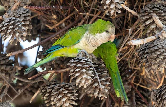 Surto de “febre do papagaio” na Europa faz cinco mortos; OMS investiga