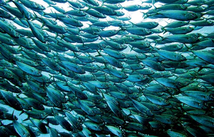 Mar que alimenta: rotas para o Brasil explorar, com responsabilidade, o potencial de crescimento do mercado pesqueiro
