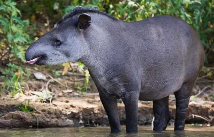 ‘Em busca da anta perdida’: a expedição que ‘reencontrou’ animal considerado extinto da Caatinga