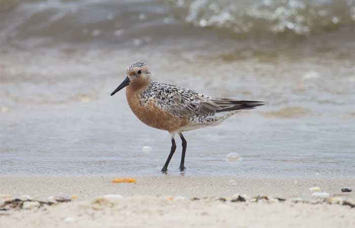 Aves migratórias tornam Icapuí, no Ceará, destino de observadores