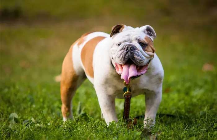 Nariz achatado, patas curtas e falta de rabo: conheça as características físicas que afetam a saúde dos cães