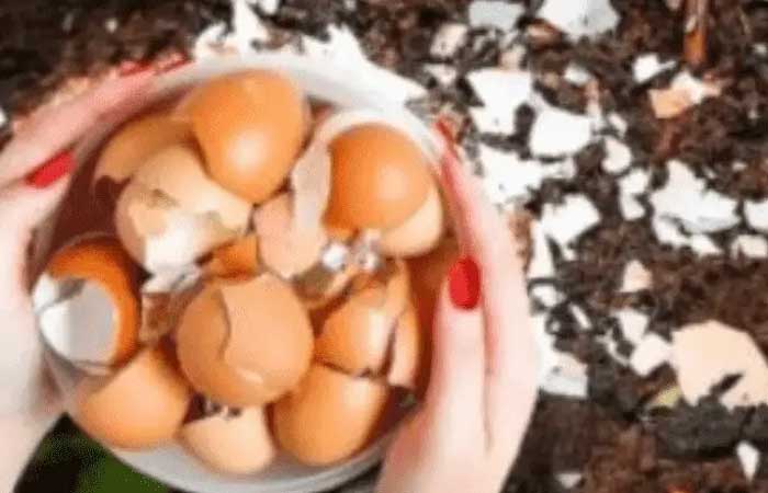 Não descarte mais cascas de ovos: conheça 6 maneiras de usá-las que facilitam o dia a dia