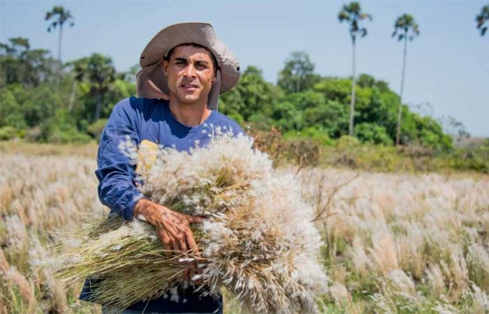 Quem são os coletores de sementes e grama que protegem o Cerrado brasileiro de desaparecer