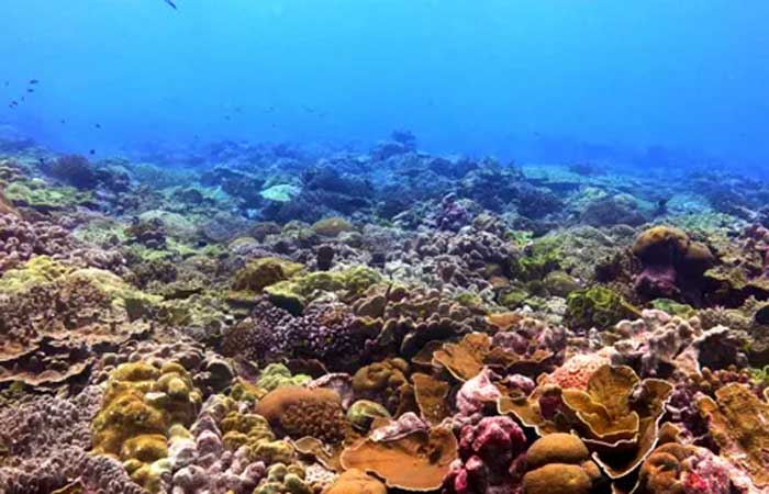 Amazônia e recifes de corais serão afetados de forma irreversível por mudanças climáticas, diz estudo