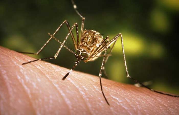 Mosquitos fazem mais do que picar? 3 comportamentos quase desconhecidos