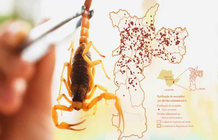 Pequenos e perigosos: atlas mapeia acidentes com escorpiões e ajuda na prevenção