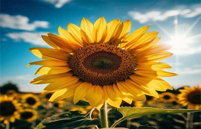 Multiplan realiza parceria exclusiva com a HD Sunflower