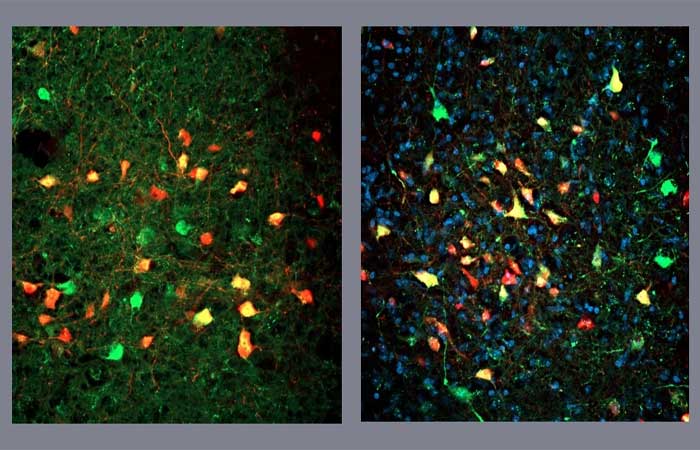 Pesquisadores descobrem neurônios que deflagram a busca frenética por alimentos, mesmo sem fome