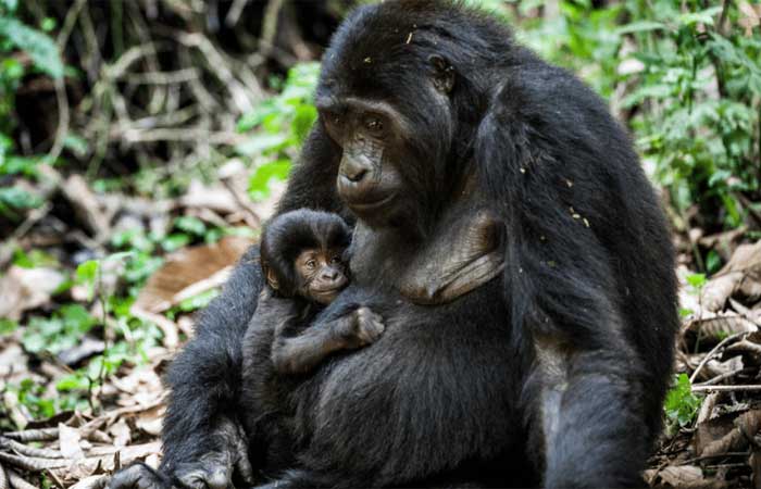 Mineração de metais para baterias ameaça grandes macacos da África