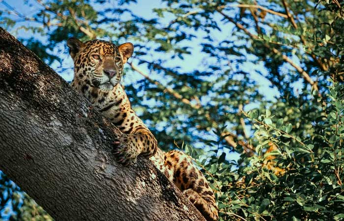 Apesar de ser o bioma brasileiro mais preservado, Pantanal tem pelo menos 32 espécies de animais em risco de extinção