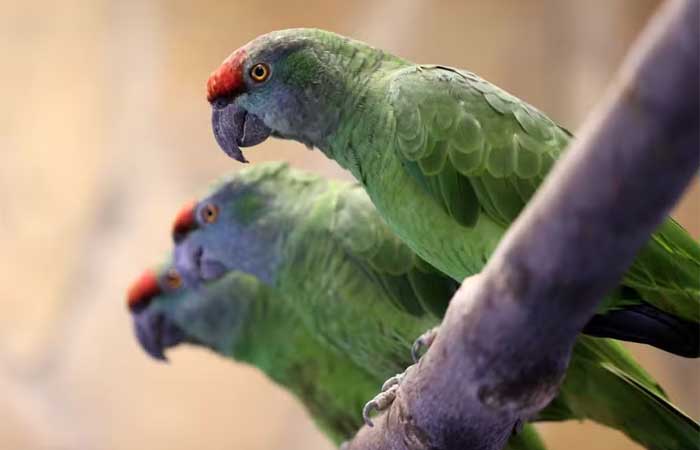 Psitacose: o que já sabemos sobre a “febre dos papagaios” e o misterioso surto de pneumonia na Argentina
