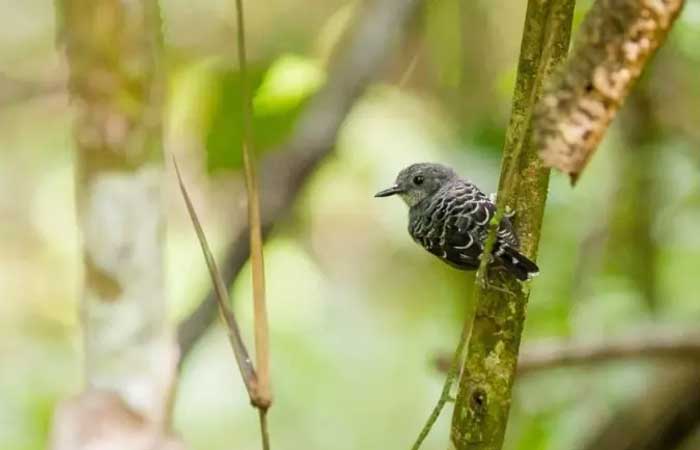 Mudanças climáticas impactaram o genoma das aves da Amazônia