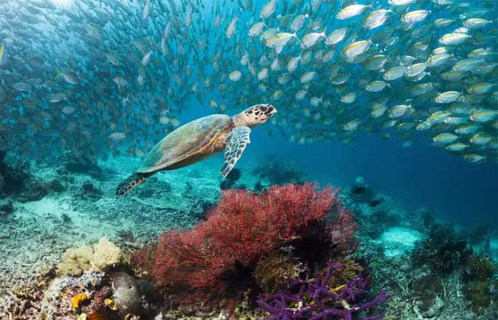 Pesca, poluição e perda de habitats ameaçam espécies marinhas da costa brasileira