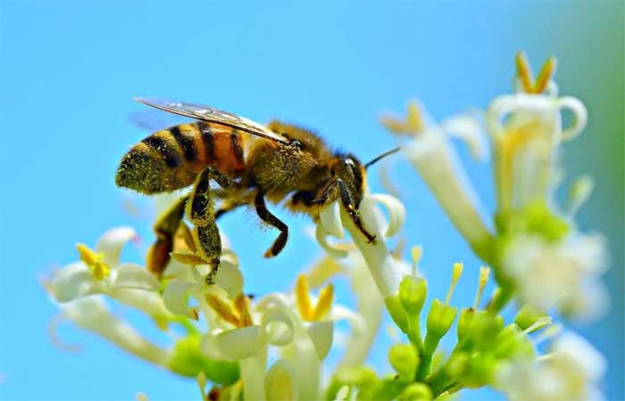 Apicultura sustentável pode ajudar salvar abelhas da extinção