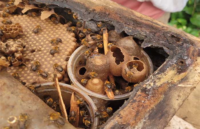 Queda na locomoção e falhas no sistema imune: estudo mostra como agrotóxicos afetam abelhas nativas