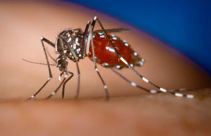 Brasil pode enfrentar segunda epidemia de dengue este ano