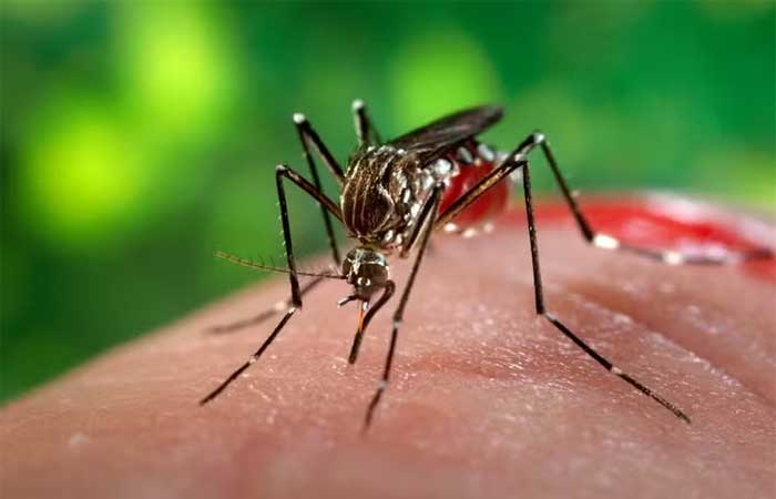 5 iniciativas brasileiras sustentáveis e inovadoras que auxiliam no combate à dengue