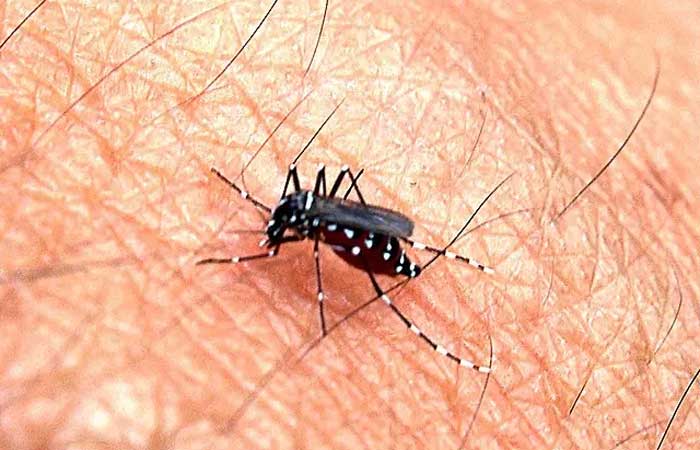 Variação da temperatura do Oceano Índico pode gerar novos surtos de dengue