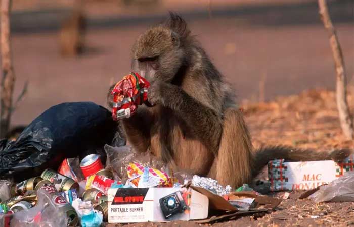 Os animais que estão invadindo cidades atrás de lixo