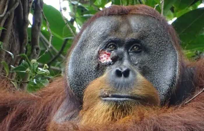 Orangotango selvagem é visto usando planta para curar ferida
