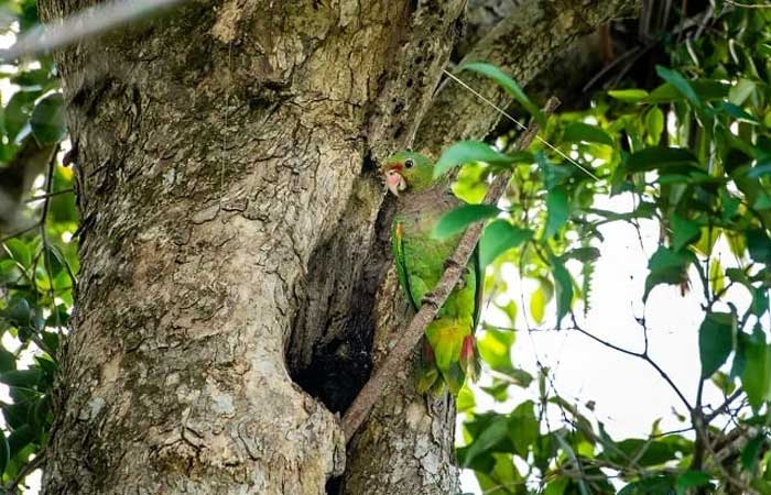 Fundação Florestal vai monitorar a população de espécies nativas de papagaios da Mata Atlântica