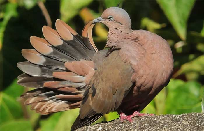 Cidades amigas das aves nativas serão mais sustentáveis