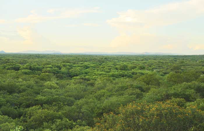 Pernambuco inicia estudos para criar seis novas unidades de conservação na Caatinga
