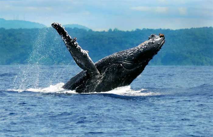 Temporada de baleias-jubarte na costa brasileira