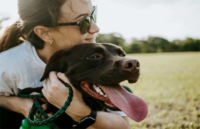 Estudo mostra que cães aprendem melhor com elogios e carinho
