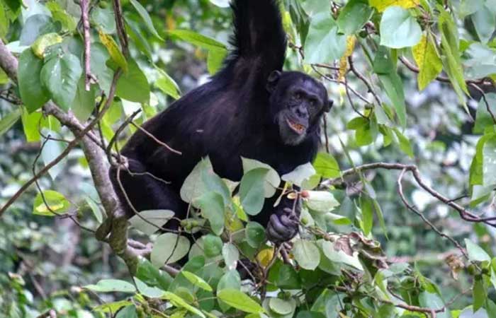 Chimpanzés se ‘curam’ com plantas medicinais, diz pesquisa