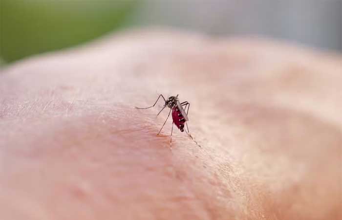 OMS: Brasil lidera casos de dengue no mundo, com 82% do registrado em todo o planeta