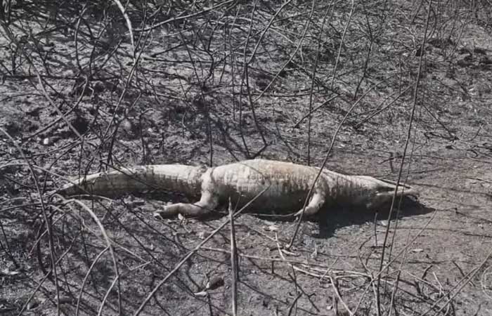 Biólogos e veterinários fazem varredura para avaliar o impacto do fogo na fauna do Pantanal