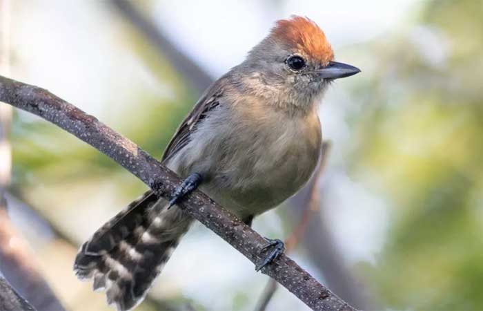 Mais uma espécie de ave é identificada na caatinga