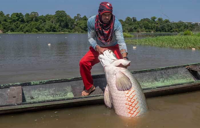 Um dos maiores peixes de água doce da Terra está se recuperando na Amazônia brasileira