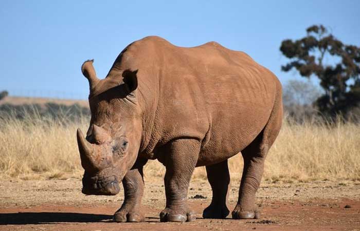 Material radioativo é injetado em chifres de rinocerontes para evitar caça