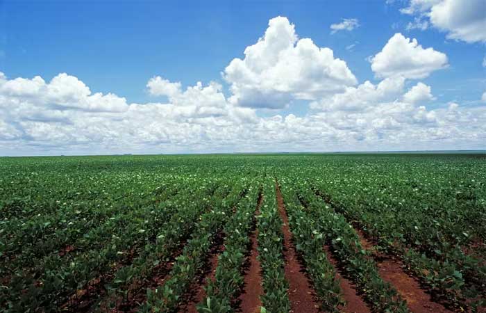 Os efeitos do aquecimento global no Cerrado: mais emissões de gás nocivo e menos produtividade agrícola