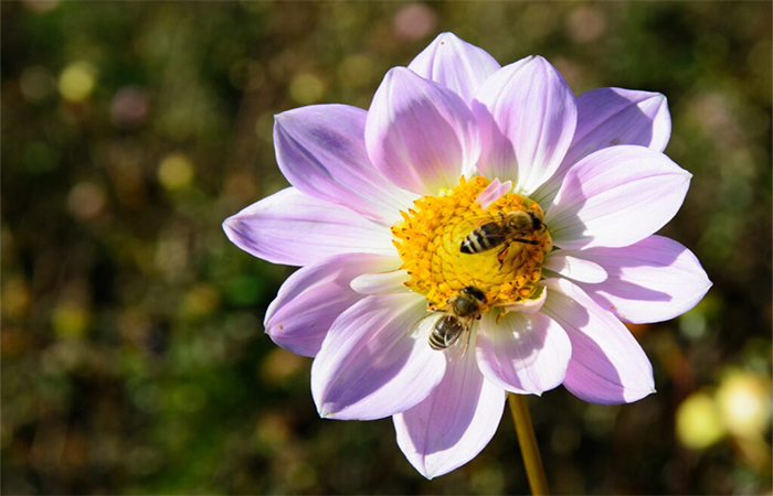 Girassóis fazem as abelhas defecarem – muito. Aqui está o porquê disso ser bom