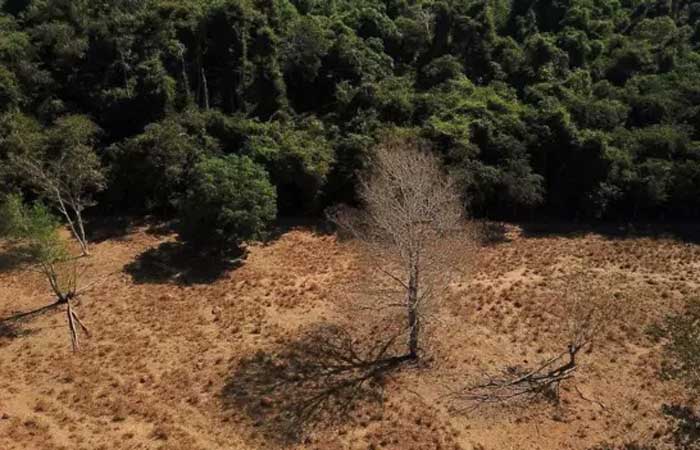 Por que Amazônia virou ‘barril de pólvora’ e queimadas batem recordes