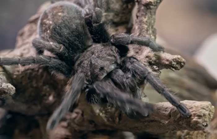 Veja lista das aranhas mais perigosas encontradas no mundo
