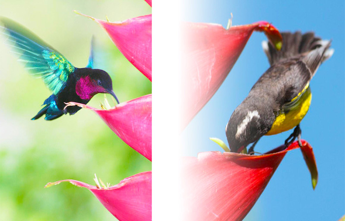 Após furacão Maria, de 2017, que dizimou 75% dos beija-flores-de-pescoço-roxo, polinização muda no Caribe