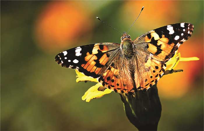 Da África para América do sul: cientistas registram voo recordista de borboletas