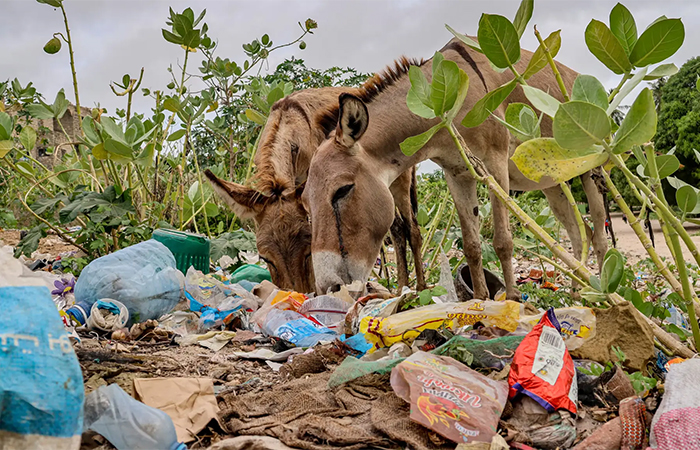 Passam fome: poluição plástica está causando a morte de burros no Quênia