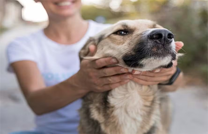 Cheiro do estresse humano pode afetar emoções de cães, diz estudo