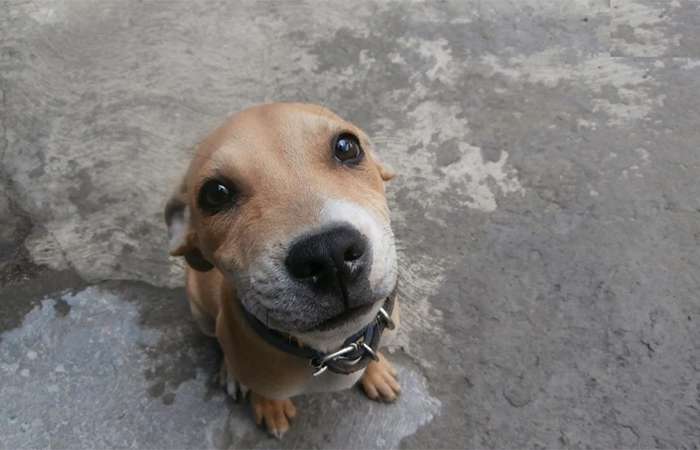 Cães têm mais capacidade de empatia com a dor humana, diz pesquisa