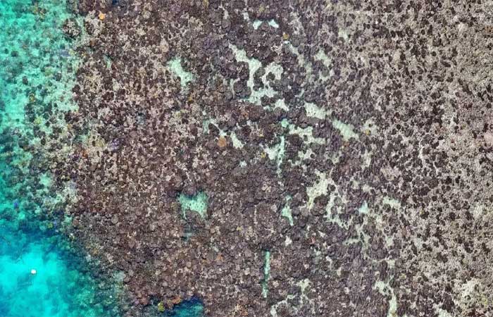 Corais de um recife australiano estão morrendo; saiba por que isso é ruim