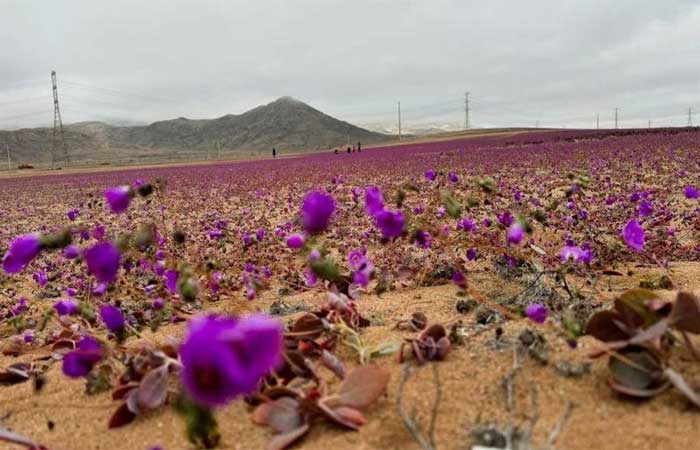 O deserto mais seco do planeta está em flor