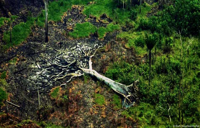Lei antidesmatamento da UE pode salvar florestas do mundo?