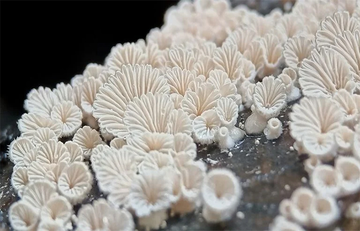 Fungos se adaptam ao calor corporal e suportam temperaturas de 37 ºC