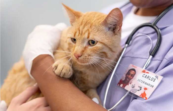 Veterinária alerta sobre a esporotricose, doença especialmente preocupante para gatos